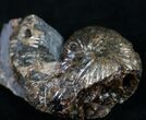 Hoploscaphites Plenus Ammonite - South Dakota #8961-1